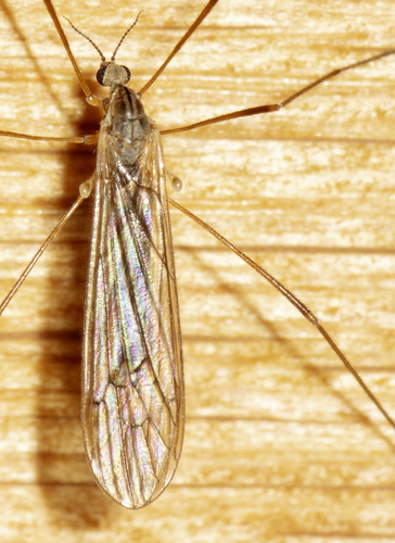 Unknown species found near Cochise County, AZ, USA