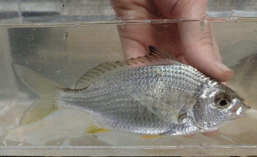 Japanese silver-biddy (Gerres japonicus) — Gerreidae — 3