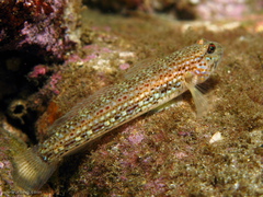 Istigobius hoesei