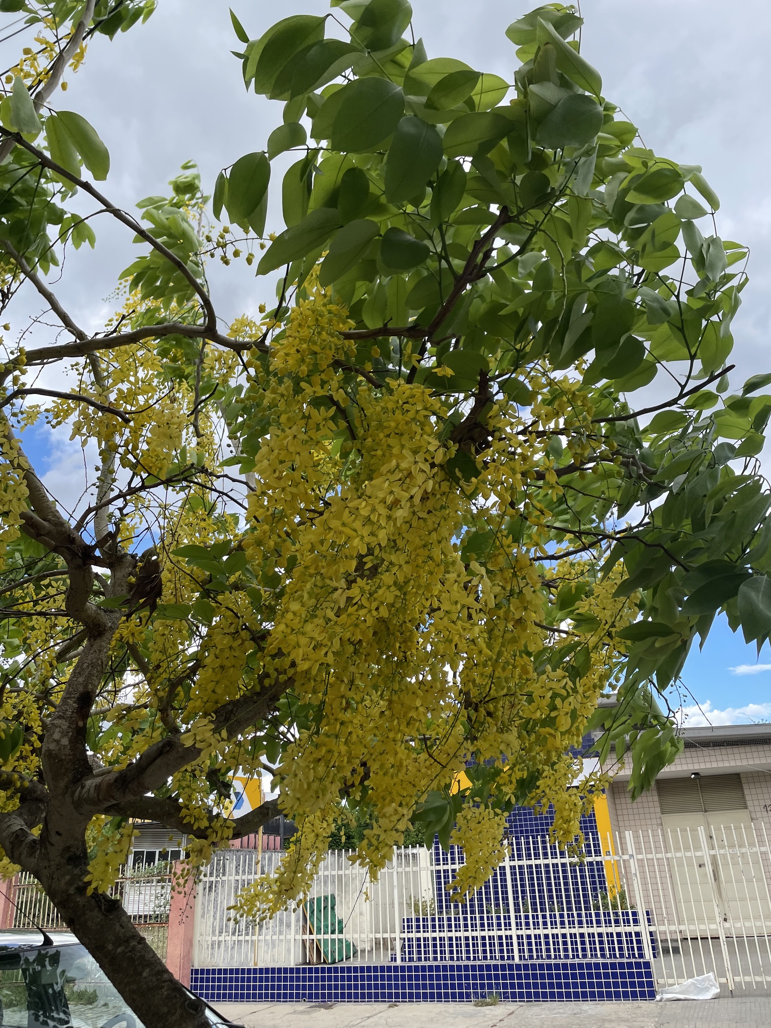 Cassia fistula