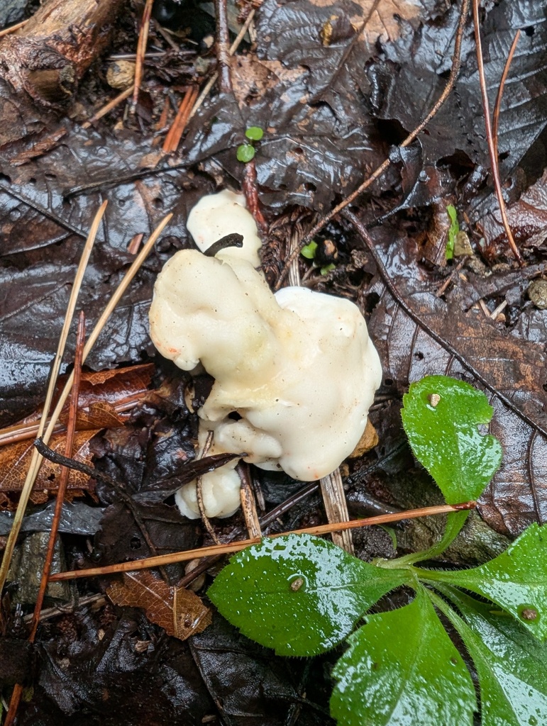 Loweomyces fractipes · October 2025 · photo: © atsushi_nakajima_cirque (iNaturalist, cc-by)