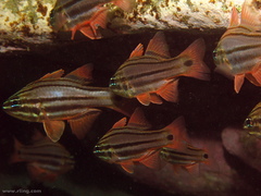 Ostorhinchus limenus