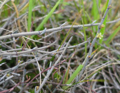 Muehlenbeckia ephedroides