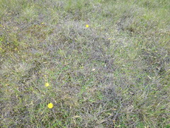 Muehlenbeckia ephedroides