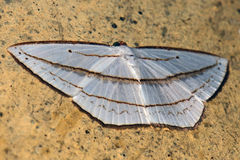 Orthocabera ocernaria