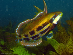 Heteroscarus acroptilus