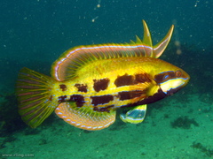 Heteroscarus acroptilus