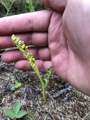 Botrychium spathulatum