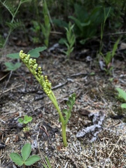 Botrychium spathulatum