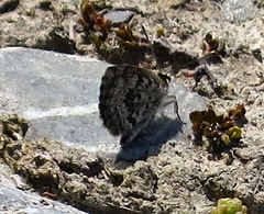 Lycaena boldenarum