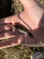 Fundulus lineolatus