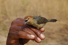 Cisticola aberrans