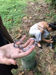 Amphisbaena fuliginosa