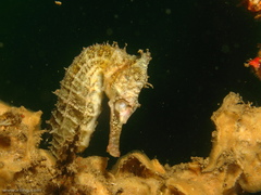 Hippocampus whitei