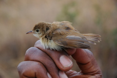Cisticola rufus