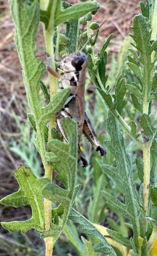 Plebeian Short-wing Grasshopper