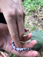 Amphisbaena fuliginosa