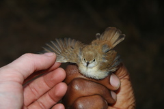 Cisticola rufus