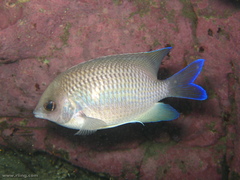 Mecaenichthys immaculatus