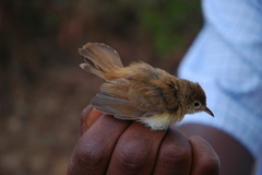 Cisticola rufus