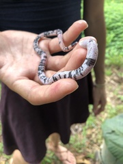 Amphisbaena fuliginosa