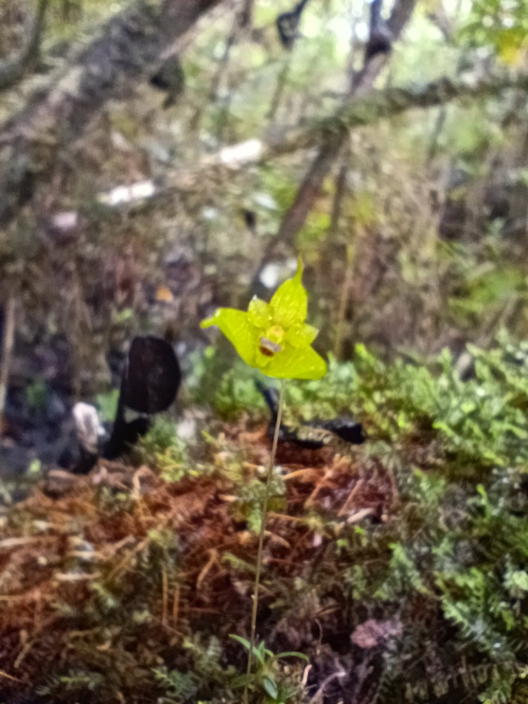 Bulbophyllum mangenotii