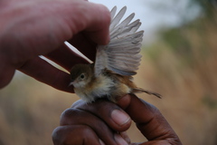 Cisticola rufus