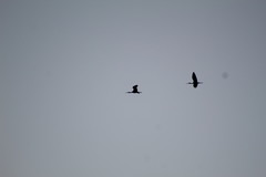 Plegadis falcinellus