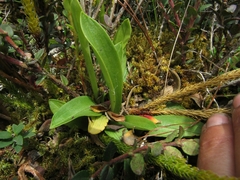 Gomphichis