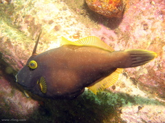 Eubalichthys bucephalus