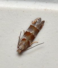 Battaristis vittella