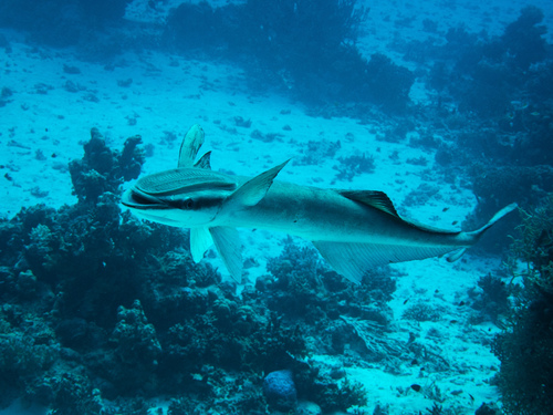 Echeneis naucrates