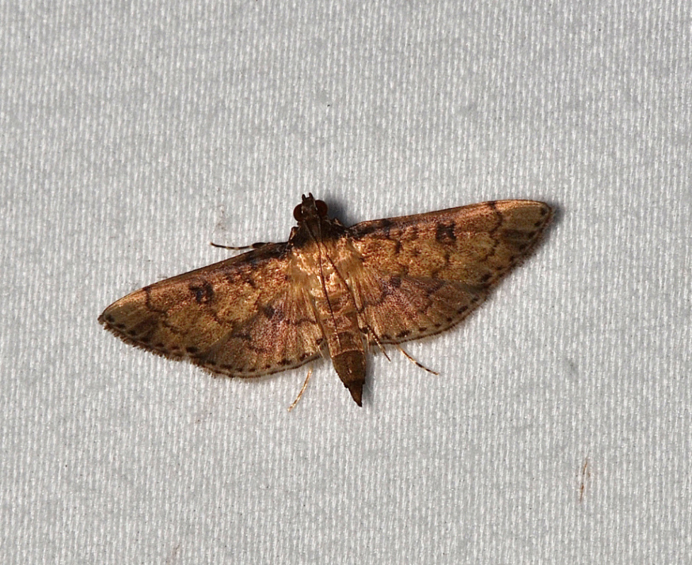 Nacoleia charesalis