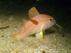 Cochleoceps orientalis