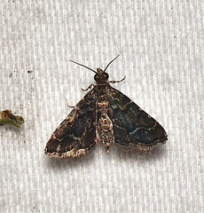 Sufetula carbonalis
