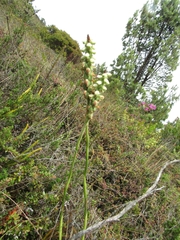 Gomphichis
