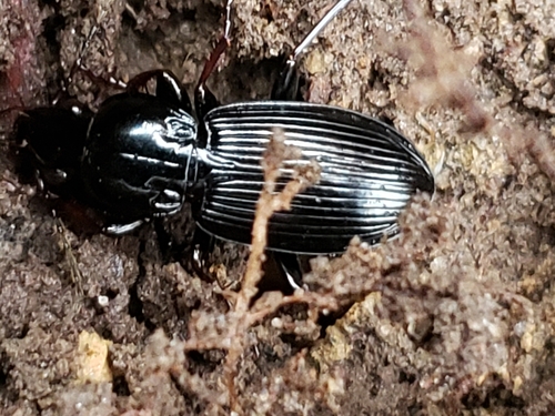 Pterostichus stygicus photo 6