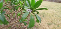 Myoporum bontioides