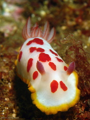 Goniobranchus splendidus
