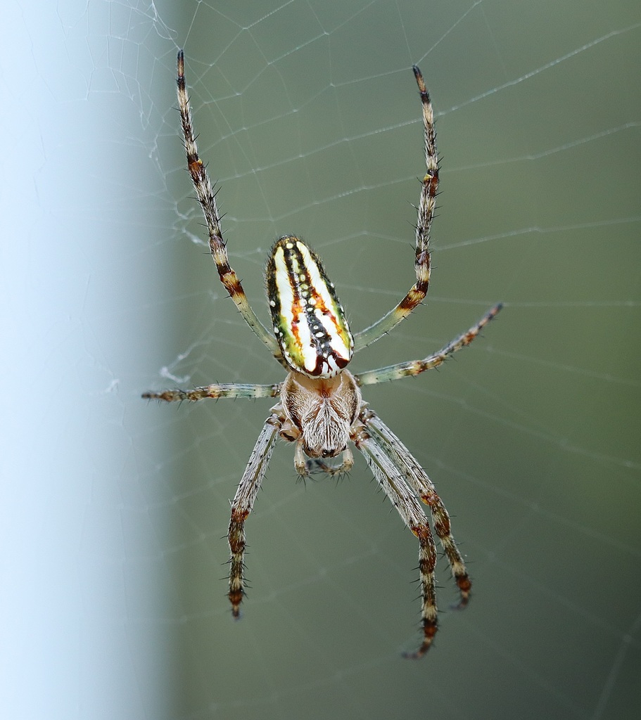Enamelled Spider