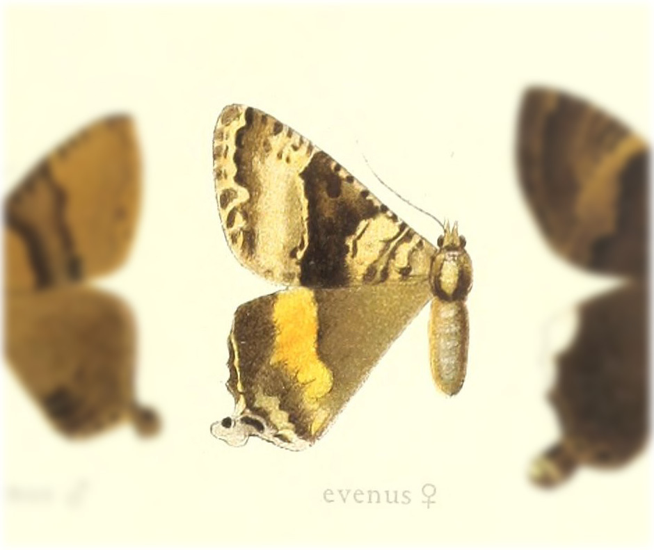 Homidiana evenus