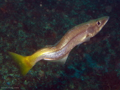 Dinolestes lewini