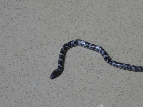 Semi-annulated Wolf Snake