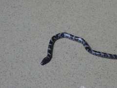 Lycophidion semicinctum