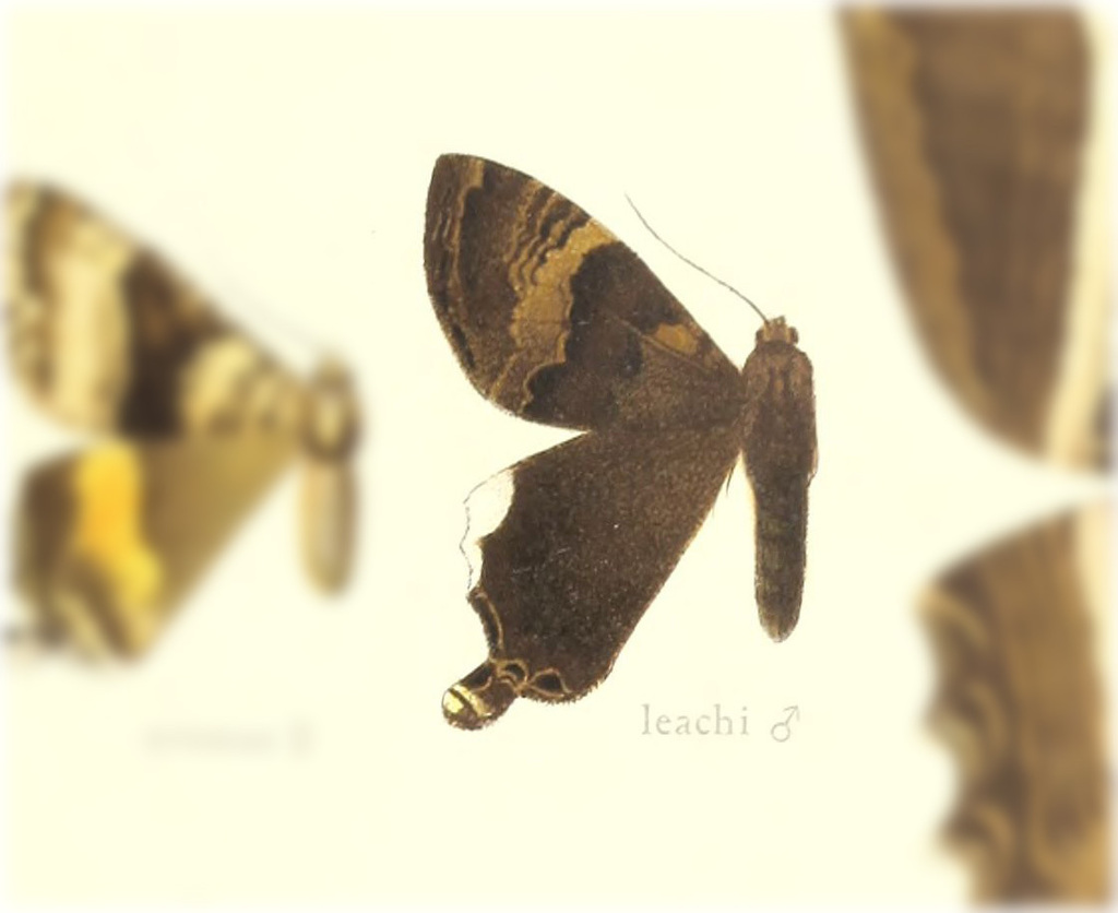 Homidiana leachi