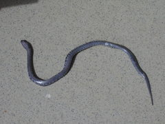 Lycophidion semicinctum