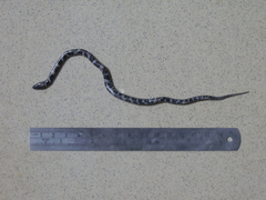 Lycophidion semicinctum