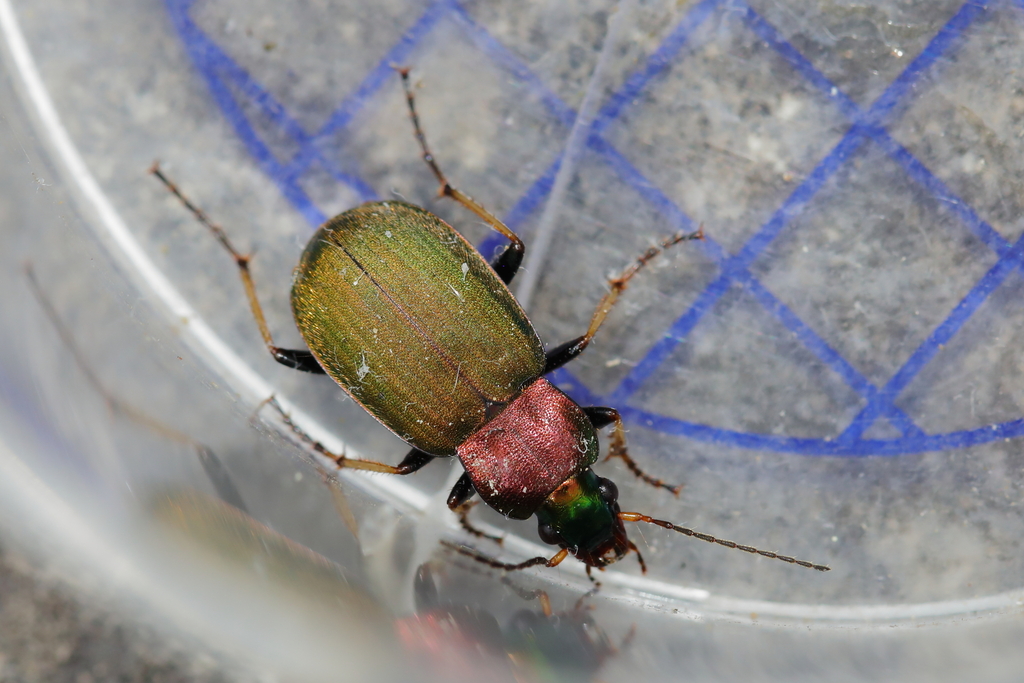 Chlaenius tibialis