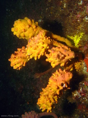 Halisarca australiensis