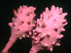 Pyura spinifera